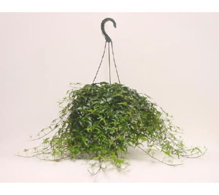 Hanging Ivy