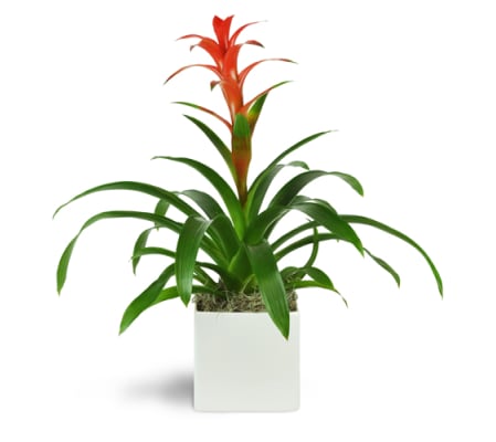 Zen Bromeliad