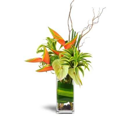 Tropical Enchantment™