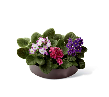 The FTD® African Violets