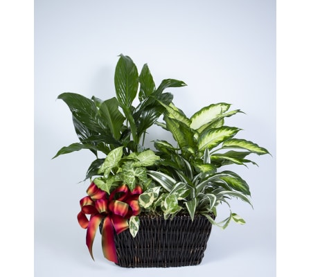 Moreno Valley Flower Box Euro Garden