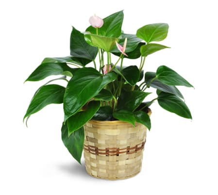 Pink Anthurium Plant in a Basket