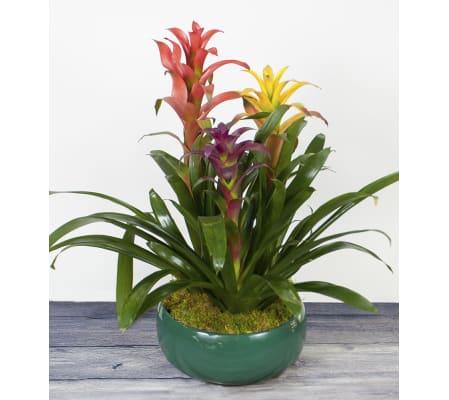 Decorative Bromeliad Plant