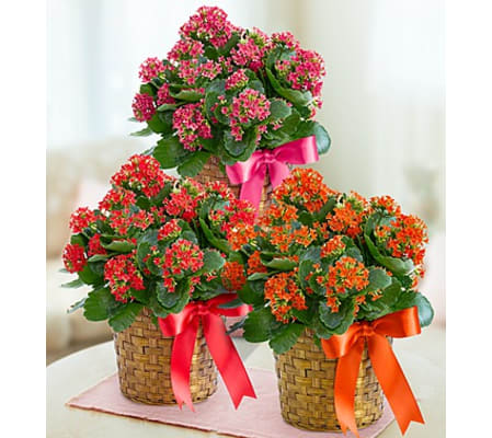 Kalanchoe Plant in a Basket