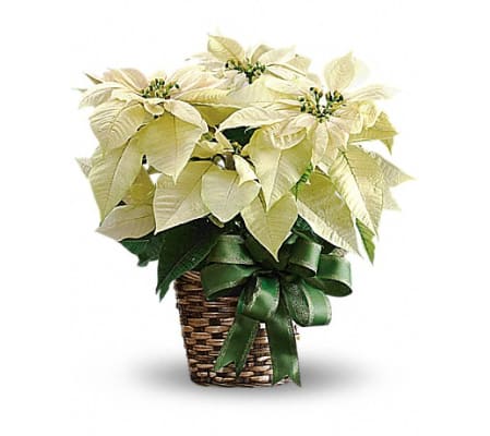 White Poinsetta