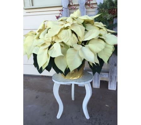 Grand Holiday Poinsettia