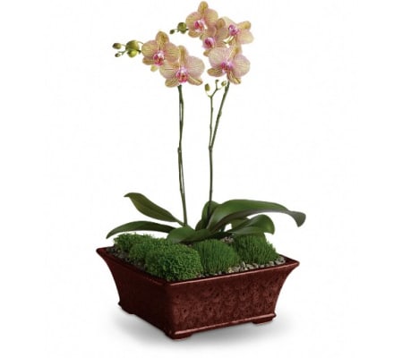 Divine Orchid