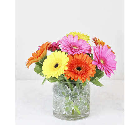 Daisy Day Dream