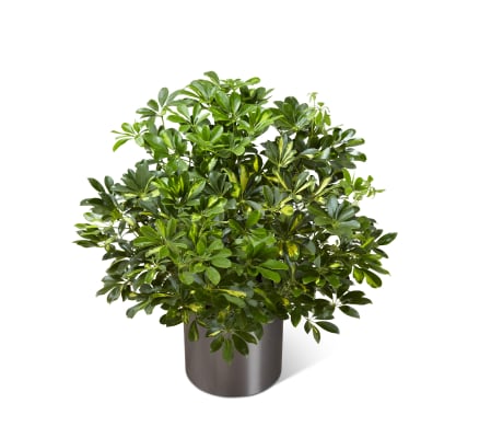 The FTD® Schefflera Arboricola