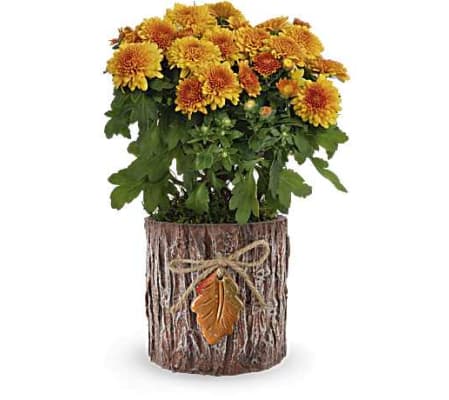 The Teleflora's Autumn Harmony Chrysanthemum