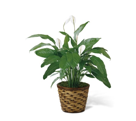 The FTD® Spathiphyllum