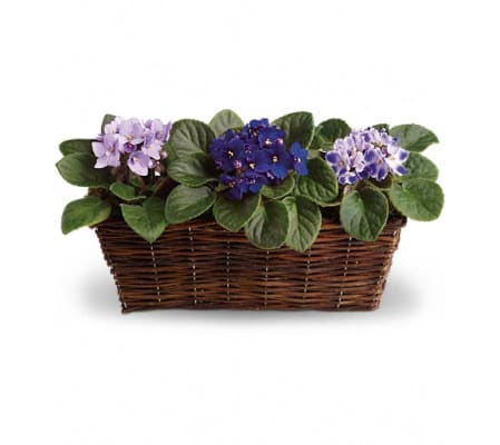 Sweet Violet Trio