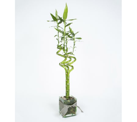 Simply Bamboo
