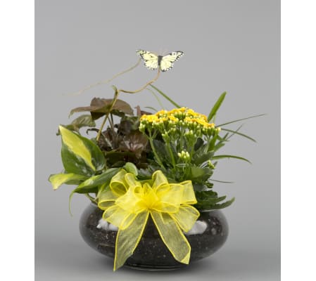 Yellow Dishgarden