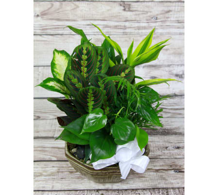 Emerald Garden