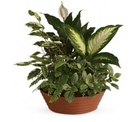Serene Dish Garden