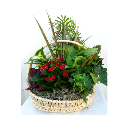 Classic Tropical Blooming Basket