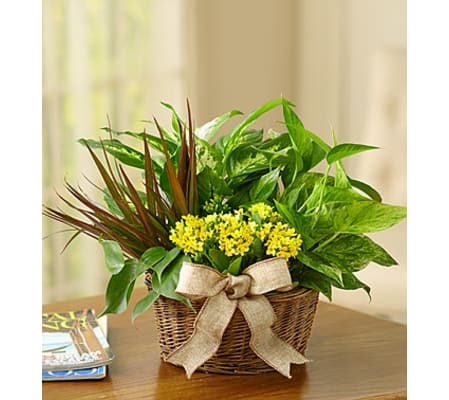 European Dish Garden
