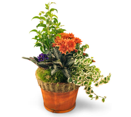 Blooming Dish Garden