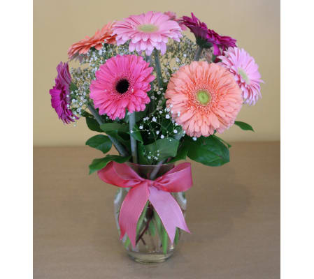 Gerbera Delight