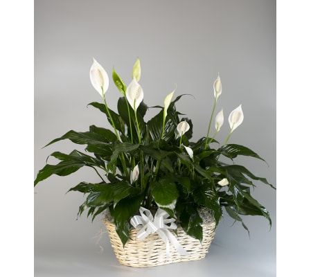 Seithel's Double Peace Lily in White Basket