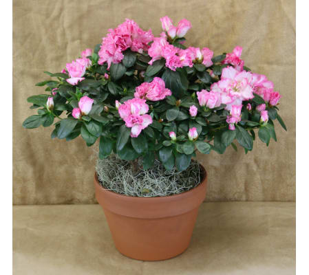 Perfectly Pink Azalea