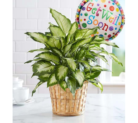 Get Well Green Plant With Balloon