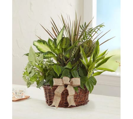 Classic Dish Garden