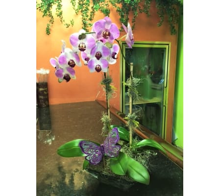 BUTTERFLY & ORCHID