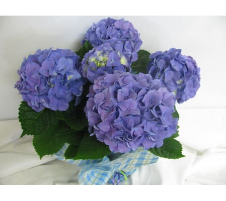 Spring Hydrangea Plant