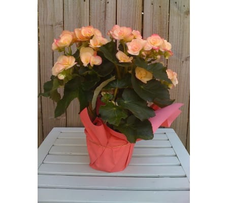 Begonia in foil
