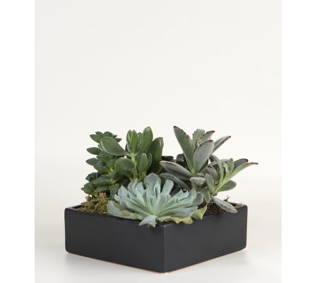 Succulent Ceramic