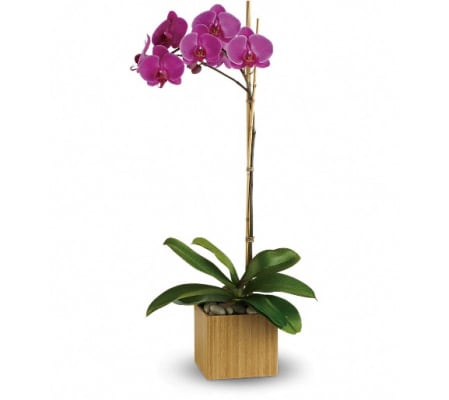 Teleflora's Imperial Purple Orchid