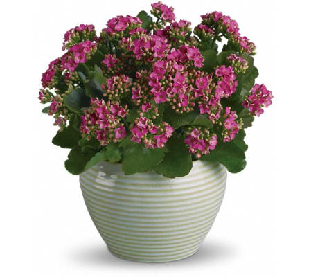 Bountiful Kalanchoe