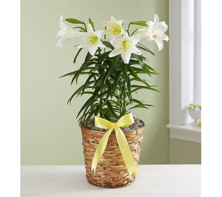 Easter Sentiments™ Lily Plant
