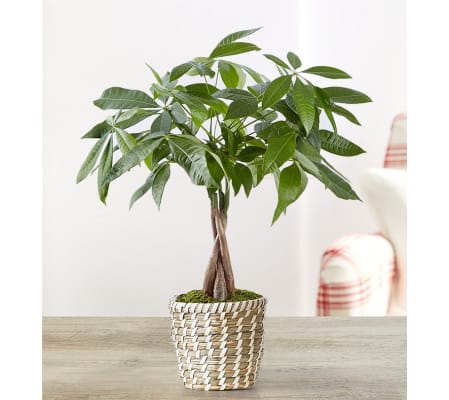 The Money Tree