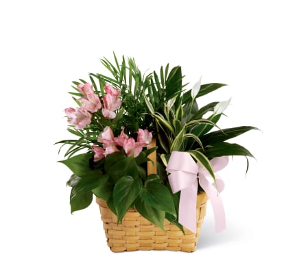 The FTD® Living Spirit™ Dishgarden