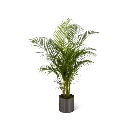 The FTD® Palm