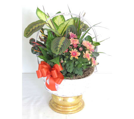 Bloom and Green Basket Dishgarden