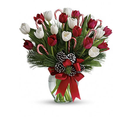 Tulip's Paradise Christmas