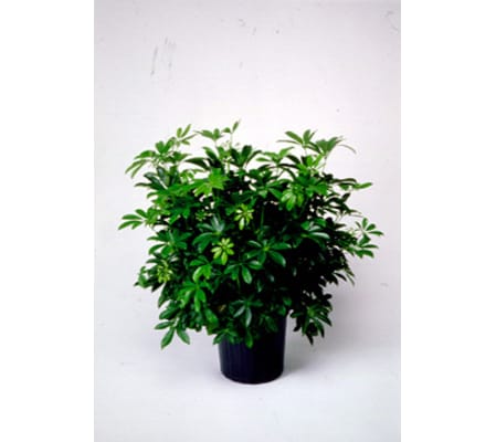 Sweet Schefflera Plant