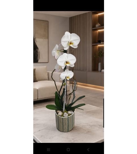 Green Plants in Brickell, Miami, FL - Brickell Glamour Flowers