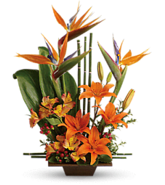 Exotic Grace TF. An arrangement by Belak Flowers.