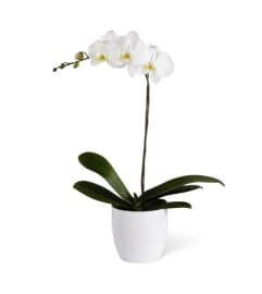 Orchid Plant. An arrangement by Belak Flowers.