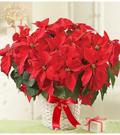 Poinsettia Plant. An arrangement by Sicola's Florist.