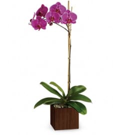 SUBLIME ORCHID. An arrangement by Fine's Flowers.