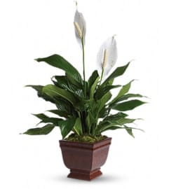 Lovely one spathiphyllum plant. An arrangement by Fine's Flowers.