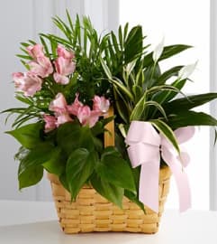 Serenity Dishgarden. An arrangement by Flowers By Stephanie.