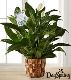 Peace Lily Plant. An arrangement by Flowers By Stephanie.