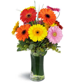 Daisy Rainbow™. An arrangement by Floral Boutique.